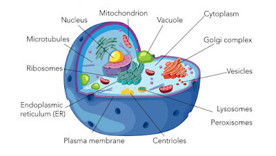 Structure of Eukaryotic Cell