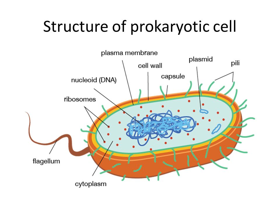 Structure of Prokaryotic Cell